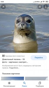 Создать мем: морской тюлень, тюлень, тюлень и морской котик