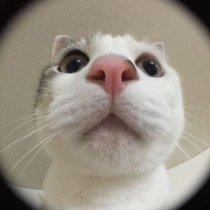 Create meme: cute cats, animals cats, cat