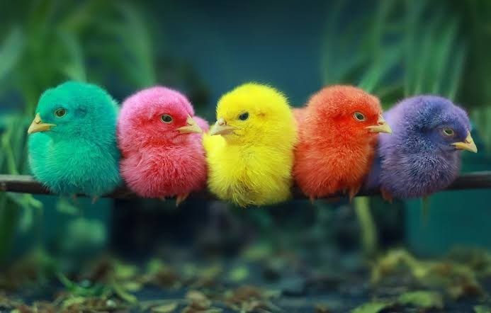 Создать мем: цыпленок разноцветный игрушка, цветные птички, разноцветные птицы