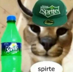 Create meme: bottle, drinks, cats