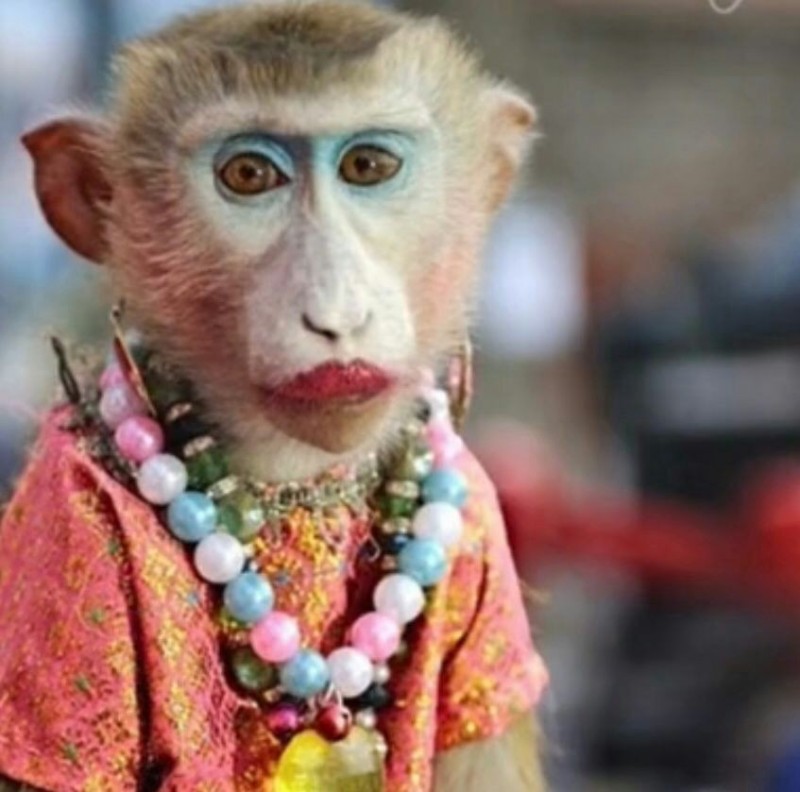Создать мем: накрашенная мартышка, накрашенная обезьяна фотография, накрашенная обезьяна с цветами
