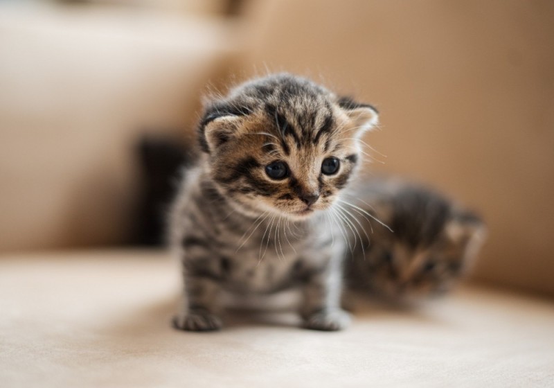 Create meme: Scottish fold striped fold, Scottish fold cat, cute little kittens