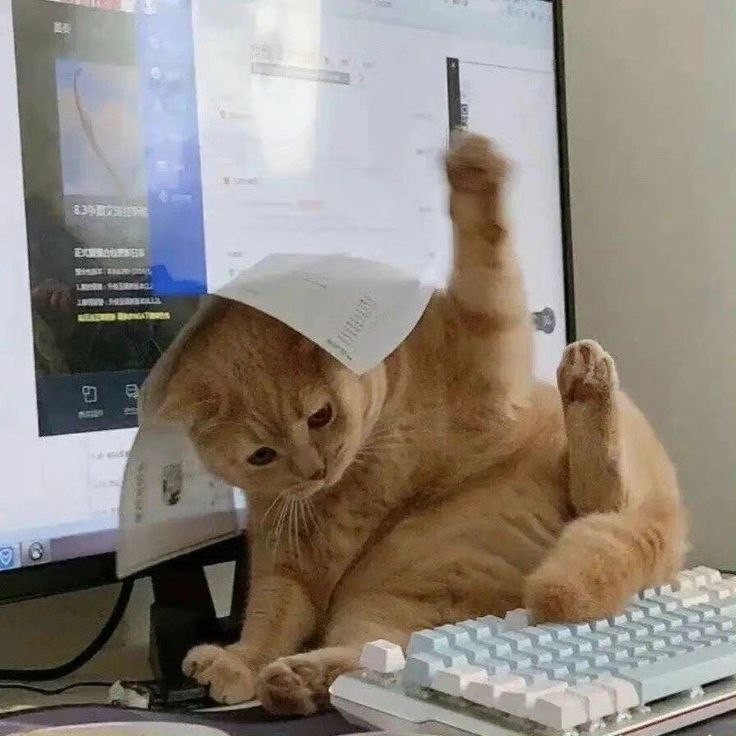 Create meme: meme cat , the cat at the computer, cat 