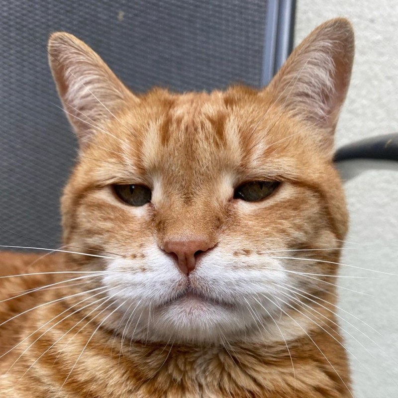 Создать мем: кот рыжий, недовольная морда, недовольный котик
