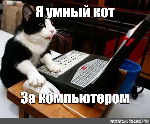 Песня котикам компьютеры не нравятся текст. Кот и компьютер. Коты за компьютером мемы. Умный кот за компом. Кот за компьютером.
