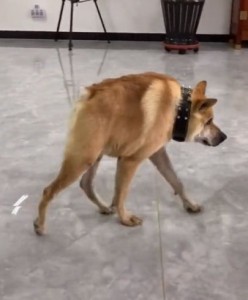 Create meme: dog, the dog hunched