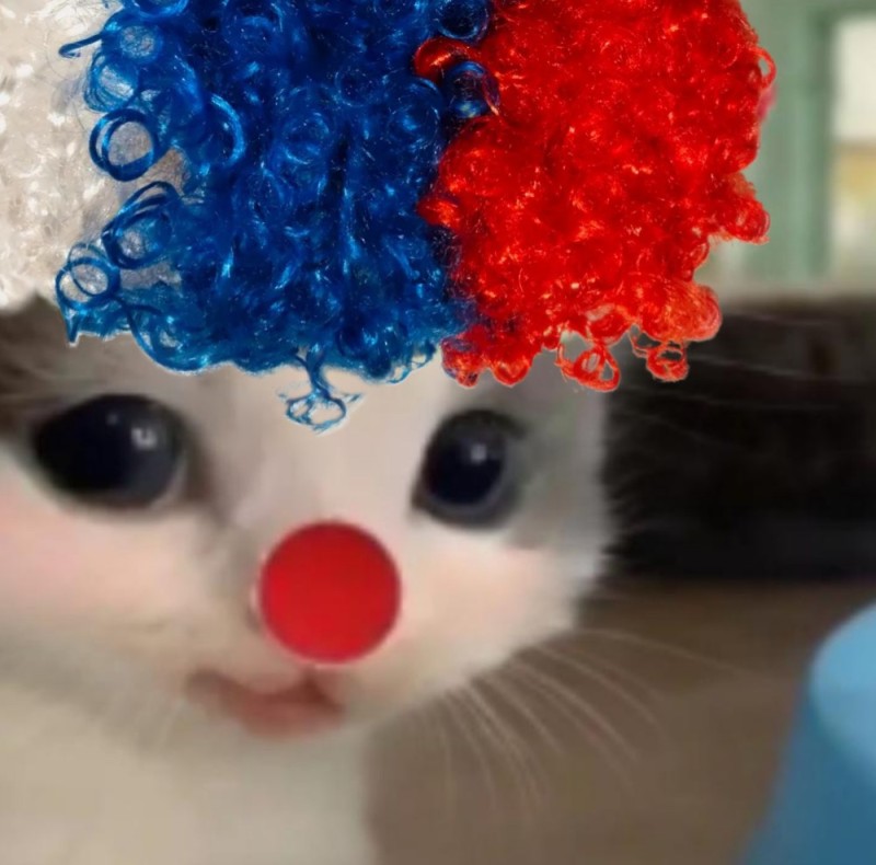 Create meme: cat clown, the clown cat, kitten clown