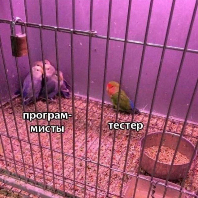 Создать мем: ожереловый попугай, приколы с попугаями, попугай птица