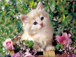 Create meme: cute kittens, beautiful kittens
