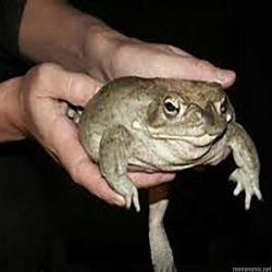 Create meme: keep a toad, toad , toad frog