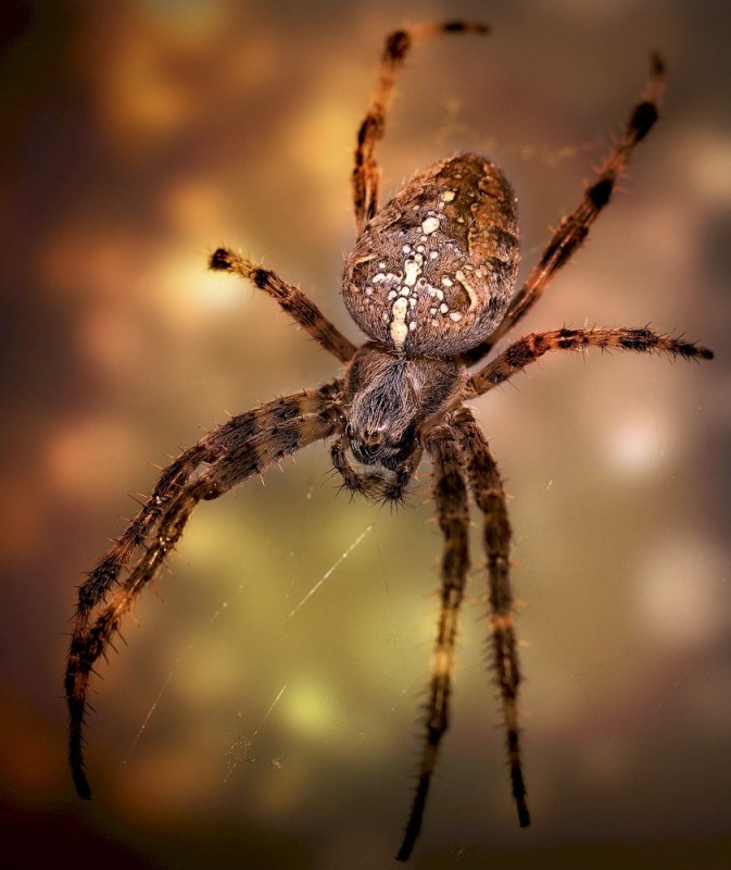 Создать мем: рогатый паук, большой паук, araneus diadematus - крестовик