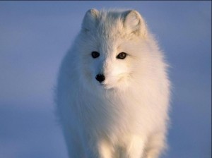 Create meme: arctic fox, blue Fox photos, Fox meme