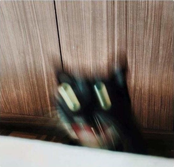 Create meme: The blurred cat, panicking cat with blur, cat humor 