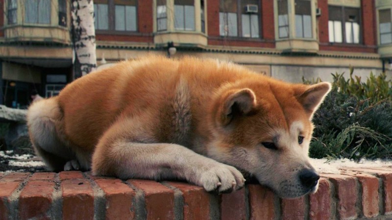 Create meme: akita inu, hah , hachiko the dog