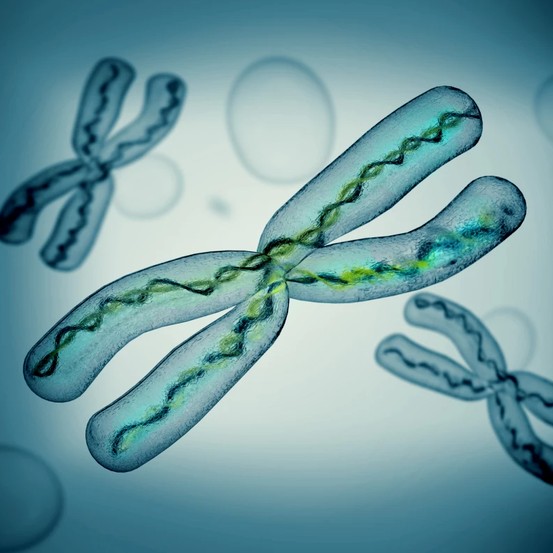 Создать мем: изображение хромосомы, хромосома в зеленом цвете, зелёная бонеллия хромосомы