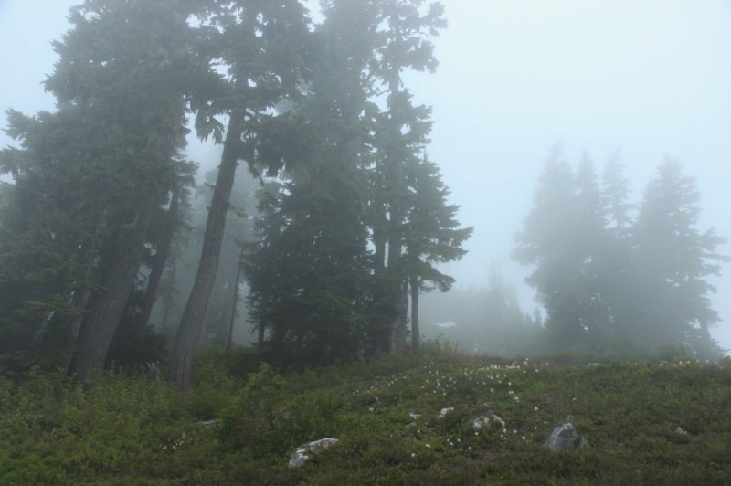 Create meme: forest fog, forest , morning in the taiga