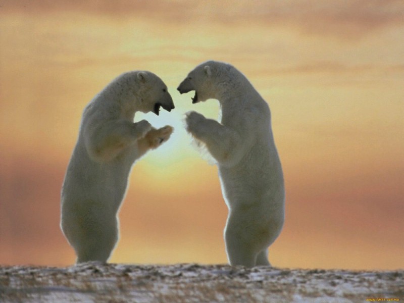 Create meme: A bear on its hind legs, the polar bear is cute, polar bear cubs