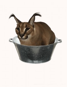 Создать мем: шлёпа кот, большой шлёпа русский кот, шлёпа русский кот без фона