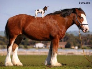 Create meme: horse, animals, the Vladimir breed of horses