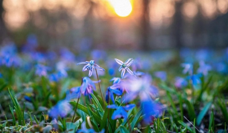 Create meme: Scilla, blue copse, the undergrowth in summer