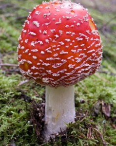 Create meme: Amanita muscaria, mushrooms