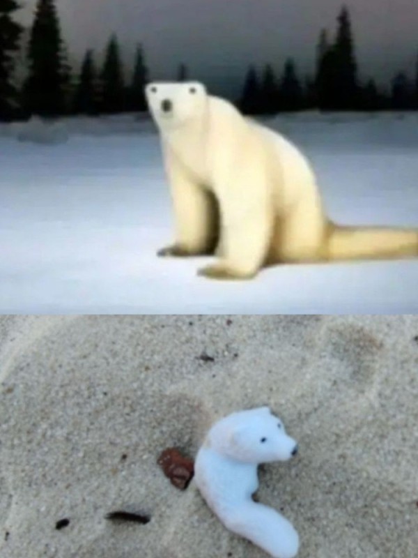 Создать мем: белый полярный медведь, арктика белый медведь, белый медведь из 2026 года