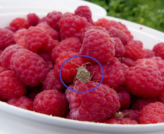 Create meme: a bug on raspberries, raspberry , raspberry berry