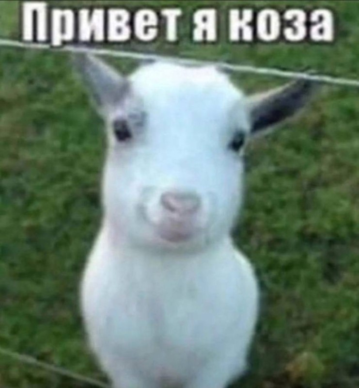 Создать мем: коза козел козленок, смешная коза, мем коза