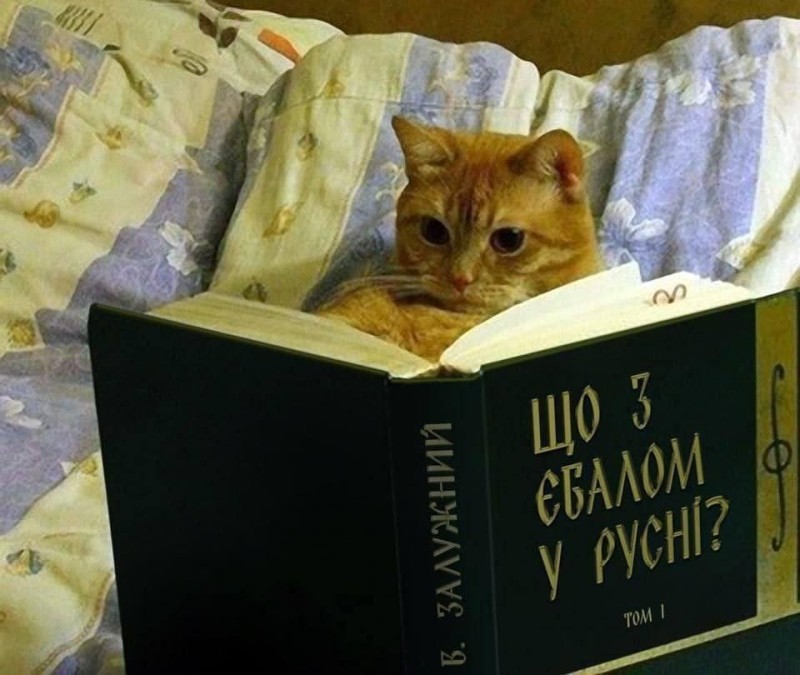 Создать мем: кот, грамотный кот, кот читает книгу