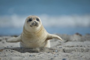 Создать мем: тюленик, тюлень и морской котик, seal