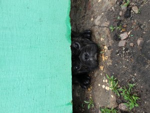 Создать мем: мы нашли дом щенки, карликовый пекинес черный, фото бродячих щенков