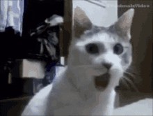 Создать мем: удивлённый кот, коты, удивленный котэ