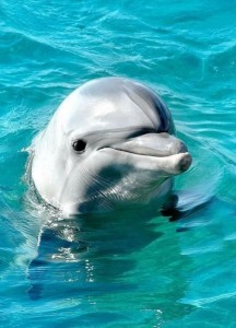 Создать мем: фотографии дельфинов, маленький дельфин, дельфин афалина