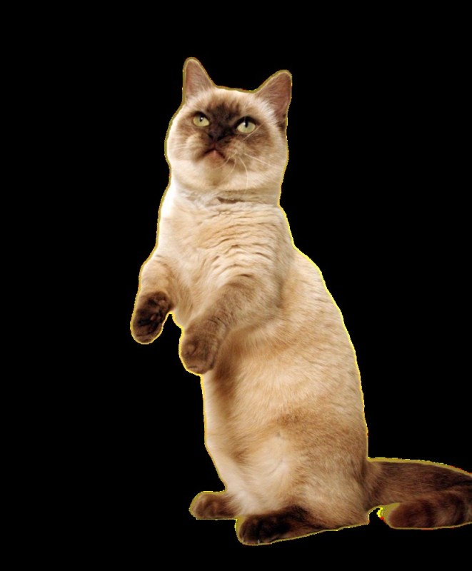Create meme: short - legged cat, the Thai cat , munchkin breed cat