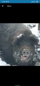 Create meme: wild boar in winter, the hibernating bear, a fierce wild boar