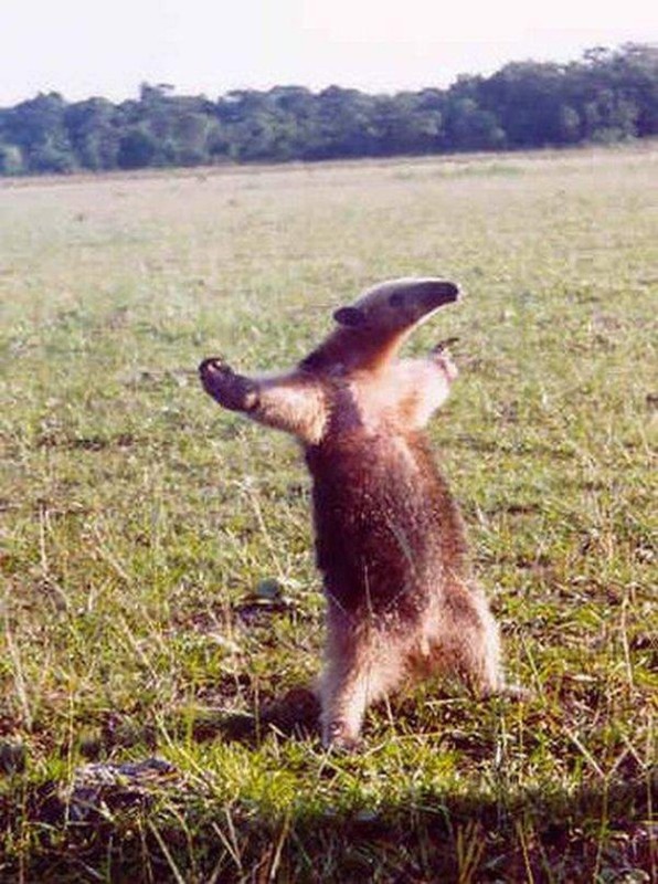 Create meme: an anteater on its hind legs, anteaters, dance of the anteater