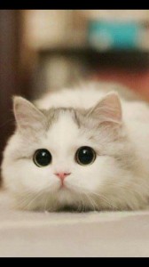 Create meme: nyashnye seals, cute cat, cute cats