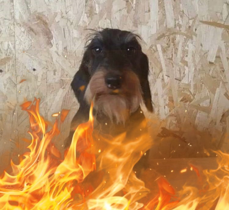 Create meme: Dachshund dog, wire - haired dachshund, Dachshund 