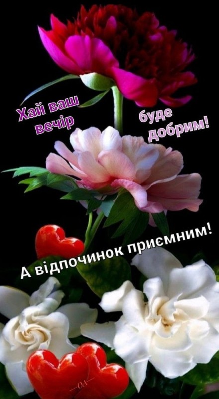 Create meme: beautiful flowers , good evening, beautiful roses 