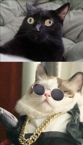 Create meme: sunglasses