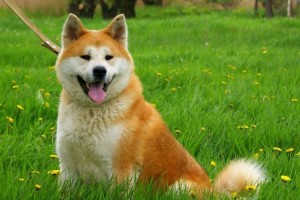 Создать мем: японская акита ину фото, собака акита ину, порода собак японский акита