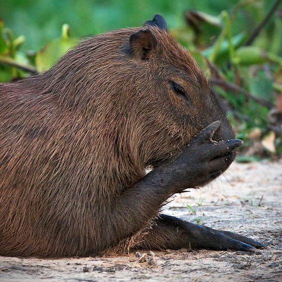Create meme: the capybara , a pet capybara, rodent capybara