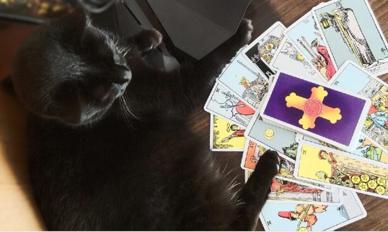 Create meme: the cat is wondering, tarot divination, the cat is reading the tarot