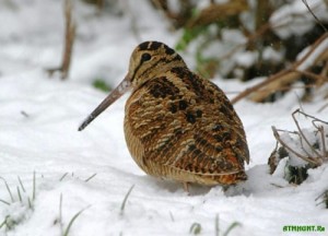 Create meme: forest birds, snipe, woodcock