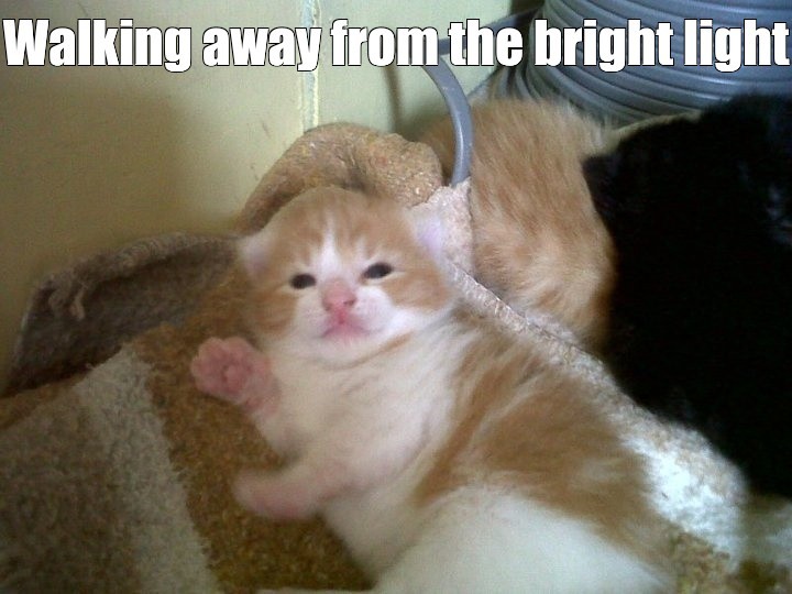 Create meme: funny animals , The red-haired kitten is funny, cute cats 