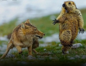 Создать мем: тибетская лисица и сурок, суслик, волк и суслик