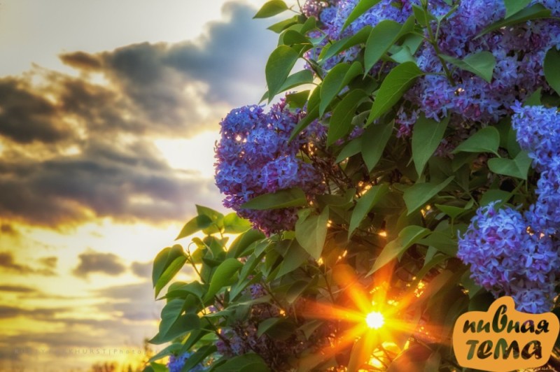 Create meme: spring lilac , lilac evening bell, blooming lilacs