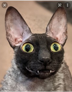 Create meme: Cornish Rex, the breed is Cornish Rex