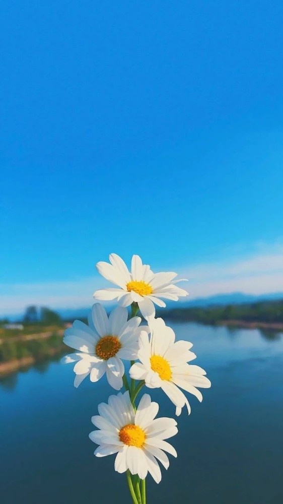 Create Meme Flowers Pictures Daisy Iphone Wallpaper Flowers Pictures Meme Arsenal Com