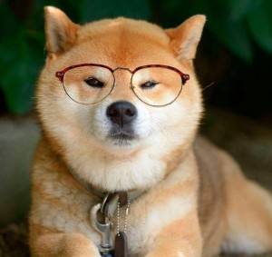 Create meme: dog Ulybka Shiba inu, Shiba inu with glasses, fun Shiba inu